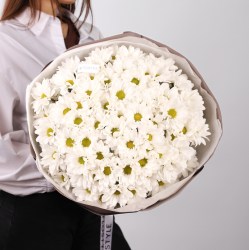 15 hrizantem romashka 4